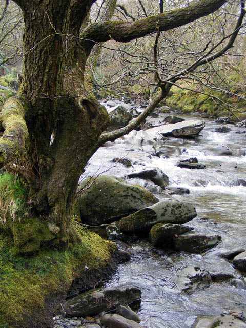 Alder Tree Beside The Afon Colwyn © Phil Champion Cc By Sa20 Geograph Britain And Ireland 7921