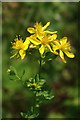 Common St Johns Wort