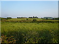 Creswell - Bridleway view towards Bonbusk