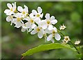 NY3881 : Portugal Laurel (Prunus lusitanica) by Anne Burgess