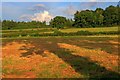 Field Near Cilwhybert