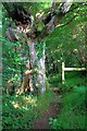 Footpath to Pont-rhyd-goch