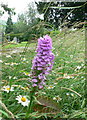 Orchid, Aberhafesb churchyard