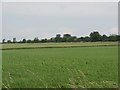 Grassland and Drum Plantation