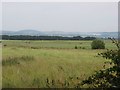 Grassland, Gellybank