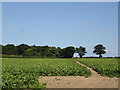 Footpath to Freston Grove