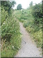 Path from the cycleway back to Leesland Conservation Area