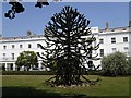 Monkey Puzzle tree in Crescent Garden