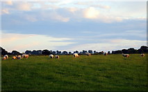 ST5950 : Sheep grazing near Shooter's Bottom by Sharon Loxton