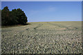 Wheat field near Symonds Farm