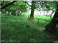 Trees by a stream