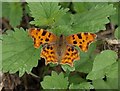 Butterfly near Bradford-on-Tone