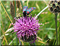 NO4302 : Six-spot burnet moth on knapweed by Lis Burke