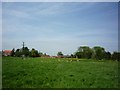 Sheep grazing - Newton Upon Derwent