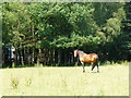 Horse at Netherne, Surrey