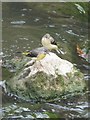 Grey Wagtails on a rock