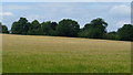 View Near Hooley, Surrey