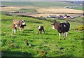 A field with cows and their calves