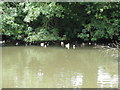 Ducks cooling off under the trees