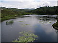 Water lilies on Loch Duartmore