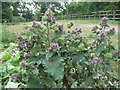 Lesser Burdock in Sharps Green