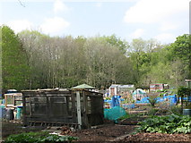 NZ2665 : Allotments in Jesmond Vale (2) by Mike Quinn
