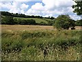 Valley of St Austell River