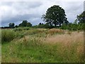 Footpath near Child Okeford