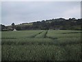 Field of oats at Winchcombe