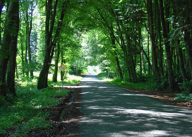 Forest road near Emo, Co. Laois © Dylan Moore cc-by-sa/2.0 :: Geograph ...