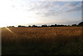 Wheat Field north of Powder Mill Lane (2)