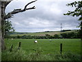 Sheep pasture by Stonehaven road