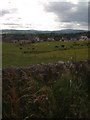 Field of horses at Gatelawbridge