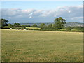 Field, near Mattocks Farm