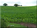 Field next to the A377