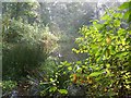 The pond,Cobblershall plantation