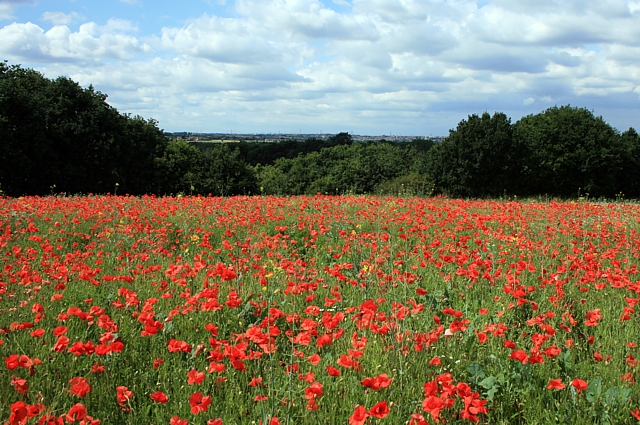 Poppy field, Kirkthorpe