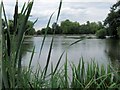 TQ2874 : A glimpse through the bulrushes at Mount Pond, Clapham Common by Chris Reynolds