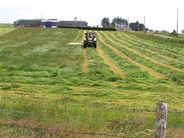 Mowing grass, Binnafreghan