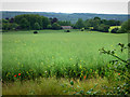 From the North Downs Way