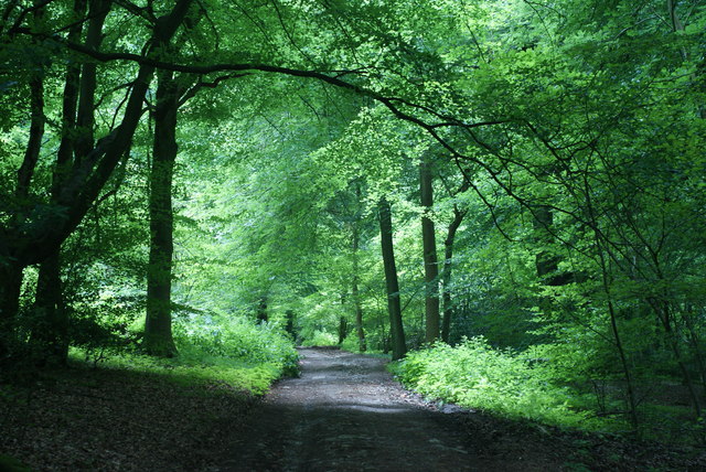 Woodland on Ranmore Common, Surrey © Peter Trimming cc-by-sa/2.0 ...