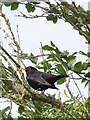 Blackbird, Bishopstone