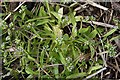 Common Cornsalad (Valerianella locusta)