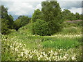 Small wetland