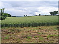 Wheat field near Loton Park