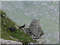 NN6117 : Wild Goats on StÃ¹c aâ Chroin by G Laird
