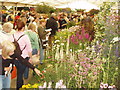 Floral marquee at Hampton Court Flower Show