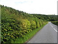 The A6088 heading towards Bonchester Bridge