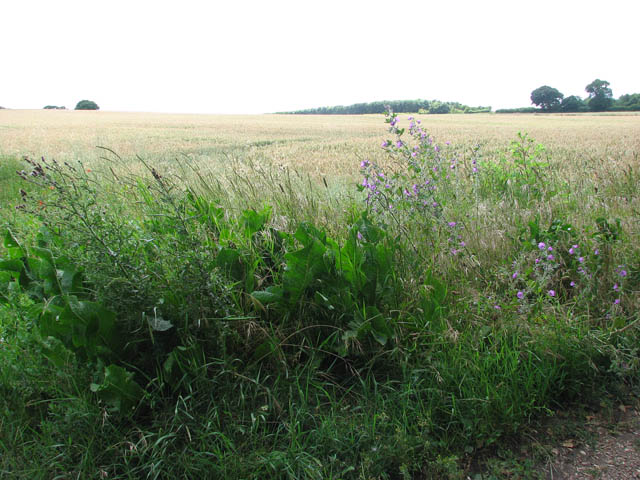 A field of ripening wheat