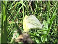 SP9314 : Green-veined White Butterfly at College Lake by Chris Reynolds